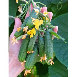SeedsUP - 40+ Seeds Cucumber Envy of The Neighbors F1 - Vegetable Open-Pollinated