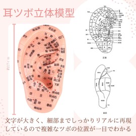 SevenTone Ear Point Jewelry Seal, Ear Point Model Set, Titanium, Transparent Stick, Stick