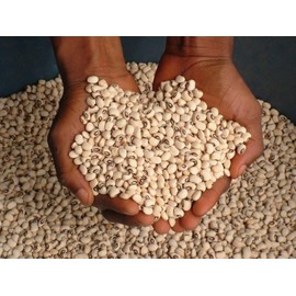 BmoreSpicy.com 15 - 500 Seeds Blackeye Pea Black Eye Eyed Southern Cow Peas Heirloom Beans (50)