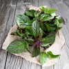 Thai Basil Seeds - USA Grown Thai Basil Seeds (Pack