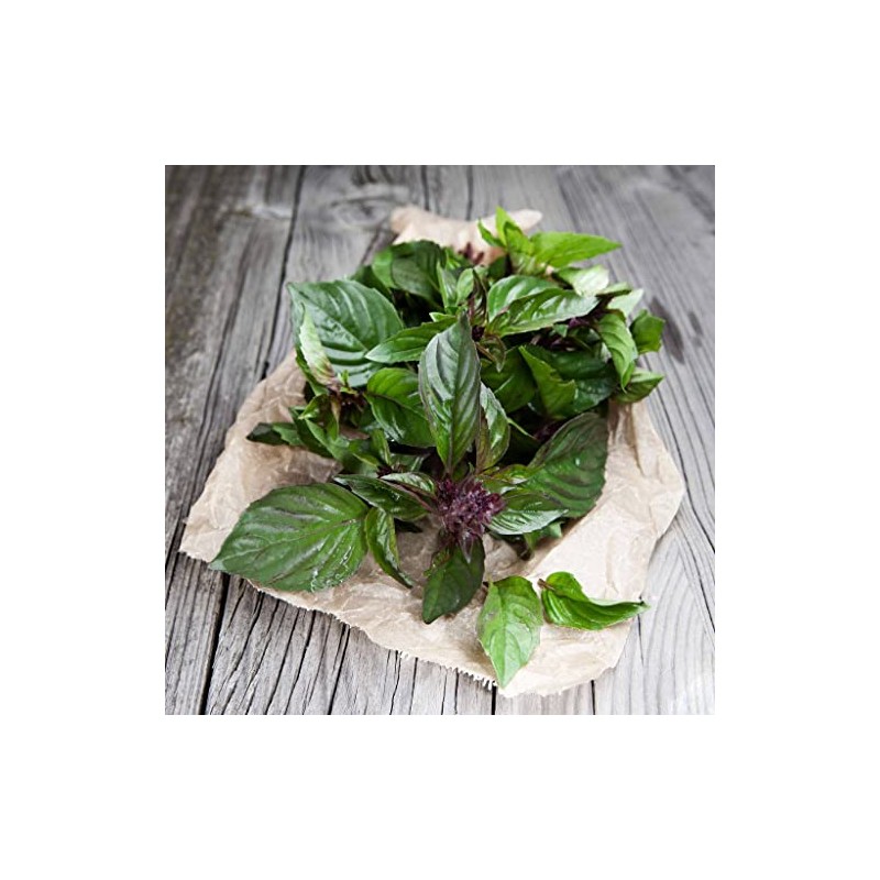 Thai Basil Seeds - USA Grown Thai Basil Seeds (Pack