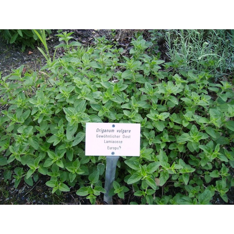 SAFLAX - Herbs - Greek Oregano - 600 Seeds -