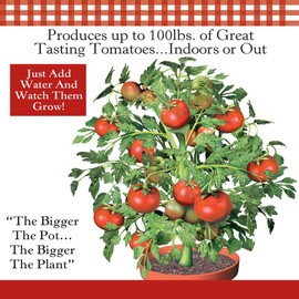Fox Valley Traders Flower Pot Tomatoes S/3