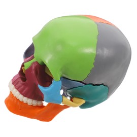 ABOOFAN Colored Detachable Human Skull Model for Distinct Color Coding for Easy Identification for Medical Schools and Training Institutions Educational Anatomy Tool