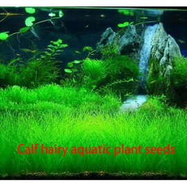 5 Bags Aquarium Plant S.e.e.ds, not Artificial Plastic Plant, Fish Tank Live Grass for All Substrate yjl133sz