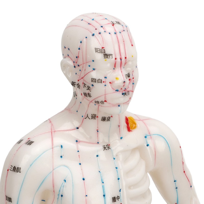 Human Body Acupuncture Model Professional Portable Meridian Points Model for