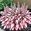 100+ Hosta Seeds for Planting Outdoors, Rare Perennial Flower Seeds,