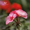 Sz Essentials Rose-Geranium Essential Oil - 100% Pure and Undiluted