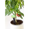 Wicked Waterer Tall Plant Alarm - Inserts 7" into Soil