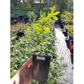 4 Pack - Acoma (White) Crape Myrtle Starter Trees - Quart Containers - Approximately. 1 Foot Tall