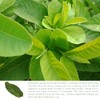 HERBALISTA - Té de hojas de guayaba enteras de cosecha