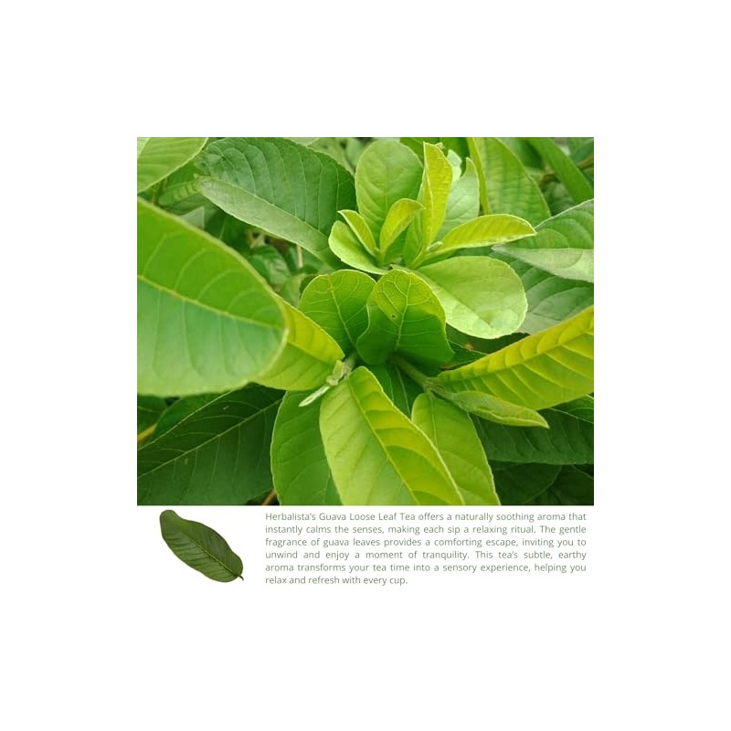 HERBALISTA - Té de hojas de guayaba enteras de cosecha