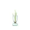 LSA Flower Base, Clear, W7xD7xH13cm, LSA LCQ07, G1583-00-161