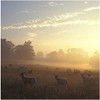 Nature At Dawn Sound Greeting Card Any Occasion Call Of
