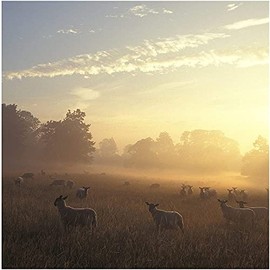 Nature At Dawn Sound Greeting Card Any Occasion Call Of The Wild Cards RWSN058