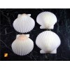 Set of 25 White Florida Gulf Scallop Shells (about 2"/50mm)