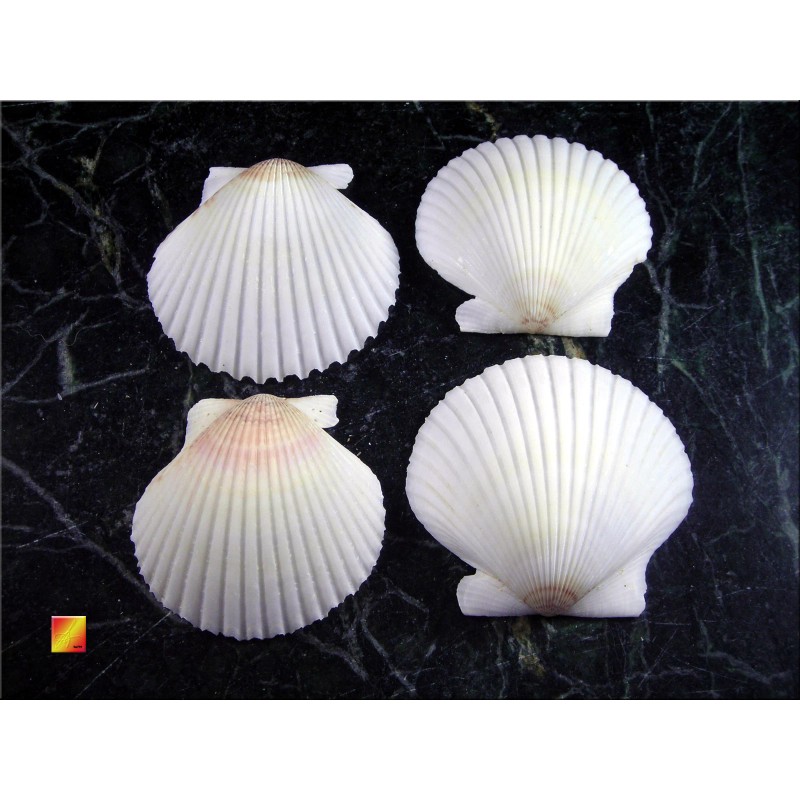 Set of 25 White Florida Gulf Scallop Shells (about 2"/50mm)