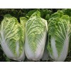 300 Michihili Chinese Cabbage Seeds for Planting Heirloom Non GMO