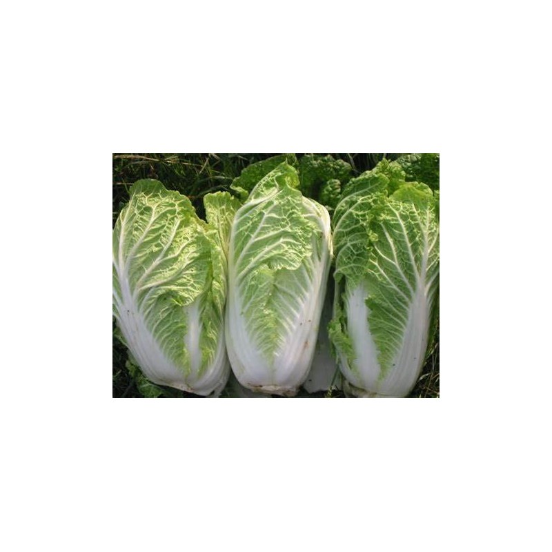 300 Michihili Chinese Cabbage Seeds for Planting Heirloom Non GMO
