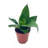 Florida House Plants Bird's Nest Snake plant, Green Striped Snakeplant,
