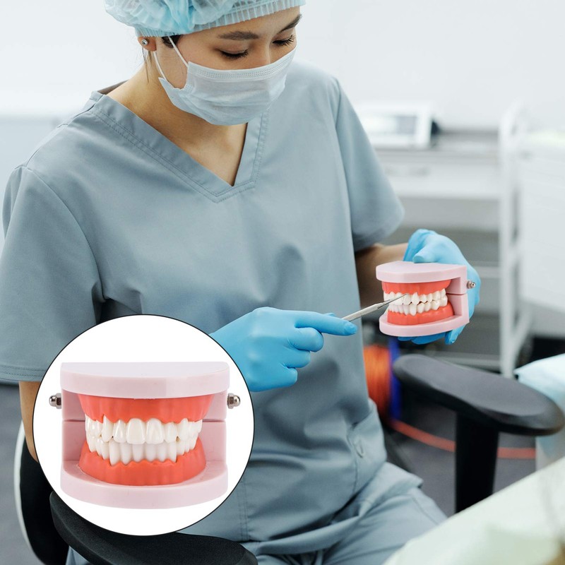 EXCEART Standard Teeth Model Dental Model Teeth Brushing Practice Typodonts