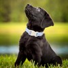 Summer Dog Collar, Blue Goose Puppy Collar Durable Soft Cotton
