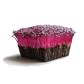 Organic Red Garnet Amaranth Microgreens Seeds - 1 Oz - Growing Micros, Indoor Gardening, Sprouting, Micro Greens Salad