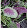 CZ GRAIN 350+ Red Amaranth Seeds, Chinese Spinach Seeds (Amaranth,