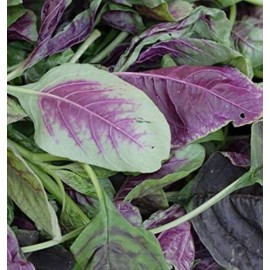 CZ GRAIN 350+ Red Amaranth Seeds, Chinese Spinach Seeds (Amaranth, Yin Cho or Callaloo)