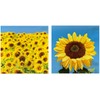 Iconikal 75-Count Disposable Paper Party Napkins Sunflower Fields 6.5x6.5-Inch 2-Ply