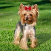 IAXSEE 60 PCS Puppy Dog Bows with Rubber Bands Cute