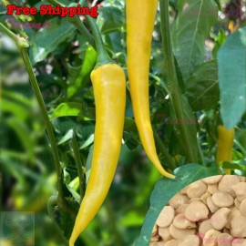 Treevale Golden Cayenne Hot Pepper, Gold Cayenne Chile Pepper Seeds | NON-GMO - 100 Seeds No Tracking