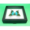 asiahouse24 A Real Exotic Prepared Butterfly in Picture Frame Wall