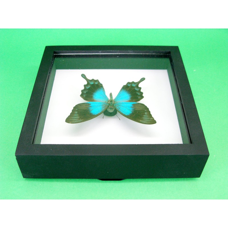 asiahouse24 A Real Exotic Prepared Butterfly in Picture Frame Wall
