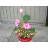 Plastic Artificial Lotus Flower with Black Square Procelain Pot