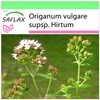 SAFLAX - Herbs - Greek Oregano - 600 Seeds -