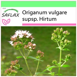 SAFLAX - Herbs - Greek Oregano - 600 Seeds - Origanum Vulgare
