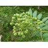 【Eiorosei】Authentic Chinese-made Fresh Sichuan Peppercorns, No Additives, No Pesticides, Sichuan