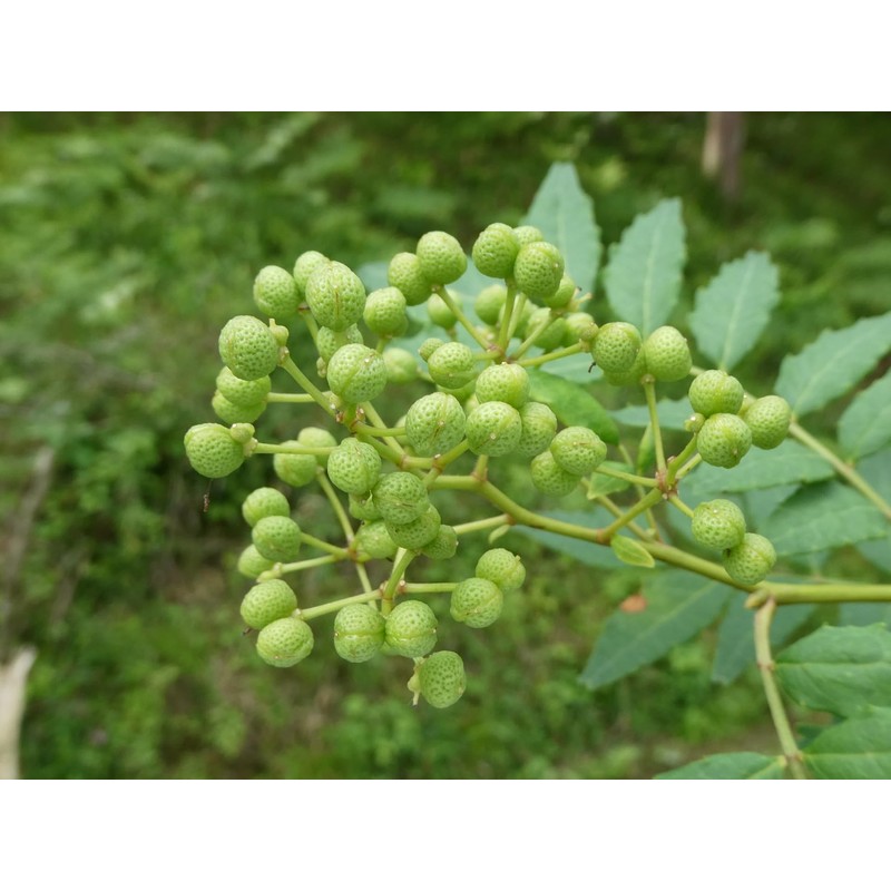 【Eiorosei】Authentic Chinese-made Fresh Sichuan Peppercorns, No Additives, No Pesticides, Sichuan