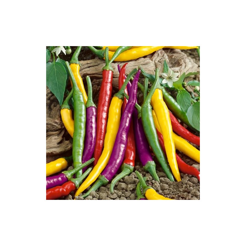 Cayenne Fiesta Blend Hot Pepper Seeds - 300 Mg Packet