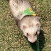 MANON ROSA Ferret Harness and Leash Set Small Animal Clothes