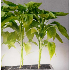 MiracleLED Under The Canopy Indoor Grow Light Kit - Double Plant Yield - Absolute Daylight Full Spectrum 150W Replacement Grow Bulbs & 2-Socket Corded Fixture with SproutMatic Timer (2-Pack)