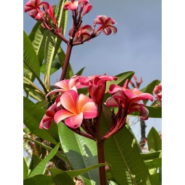 Hawaiian Pink Plumeria Fresh Starter Cutting Single Head 10inch Unrooted x1