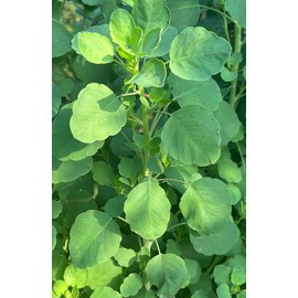 Papalo Papaloquelite Porophyllum ruderale Bolivian Coriander Premium Seeds for Planting Packet