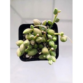 Blissful Hanging Trailing Succulents String of Watermelon 2" Pot for Home Decor, Low-Maintenance Plants, Stunning. Small Round Leaves Mimic Tiny Watermelons Green Silvery-White Stripes.