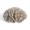 Artificial Coral Round 20 x 9 cm White Sea Decoration