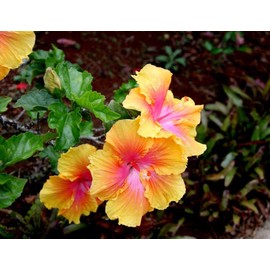 100+ Rare Hibiscus Seeds Flower Garden Home Perennial Plants