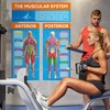 Tinlade Anatomy Muscle Chart Workout Posters Muscular System Phys Ed