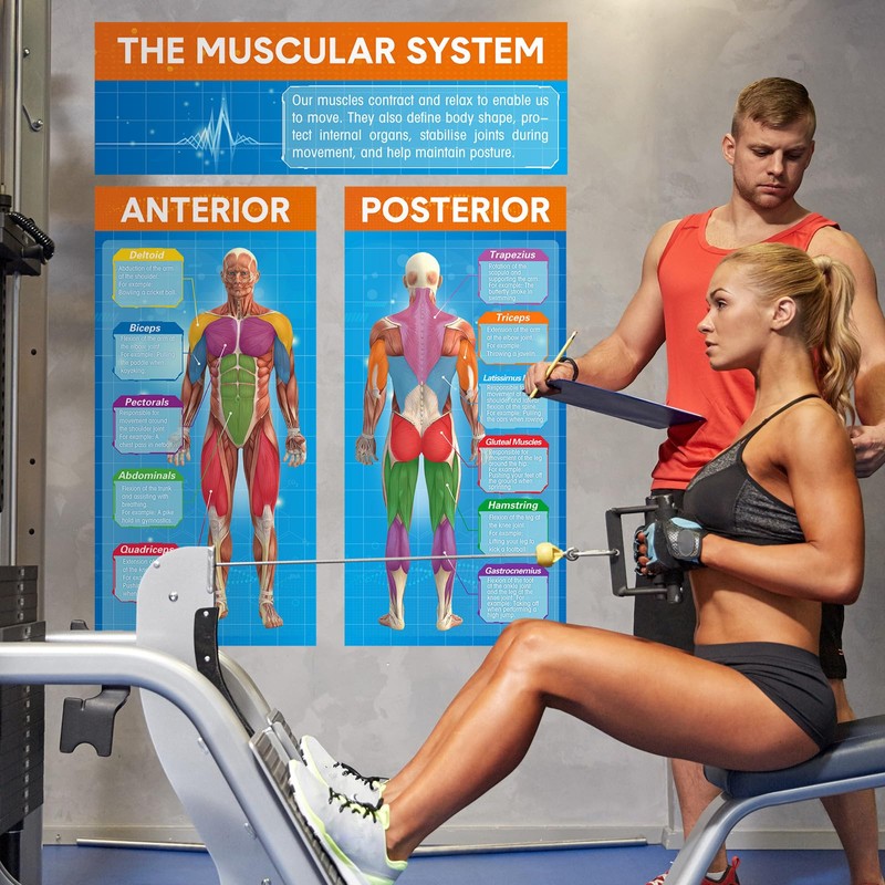 Tinlade Anatomy Muscle Chart Workout Posters Muscular System Phys Ed