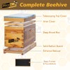 MayBee 5-Frame Nuc Beehive for Bees Complete Bee Hive Box